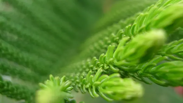 Closeup Fresh Green Conifer Cypress Leaves — 스톡 사진