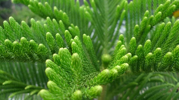 Closeup Fresh Green Conifer Cypress Leaves — 图库照片