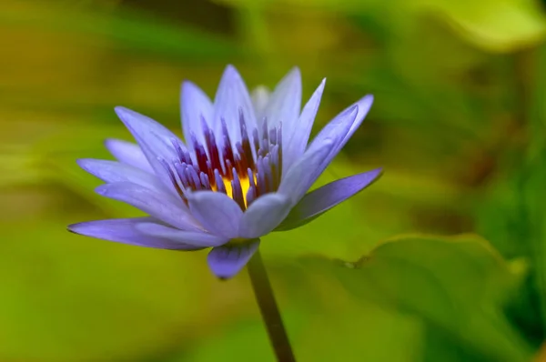 Close Elegant Clean Lotus Flower Sun Pond — Stockfoto