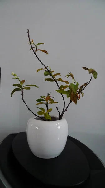 Arranjo Flor Arte Estilo Japonês Mesa Flores — Fotografia de Stock