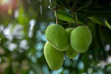 Mangolar güneşte bir mango ağacında olgunlaşmak üzereler.