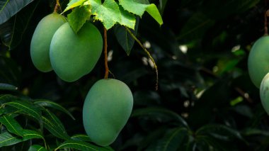 Mangolar güneşte bir mango ağacında olgunlaşmak üzereler.