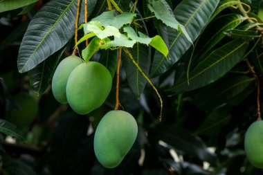 Mangolar güneşte bir mango ağacında olgunlaşmak üzereler.