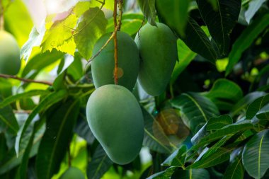 Mangolar güneşte bir mango ağacında olgunlaşmak üzereler.