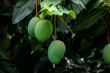 Mangolar güneşte bir mango ağacında olgunlaşmak üzereler.