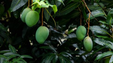 Mangolar güneşte bir mango ağacında olgunlaşmak üzereler.