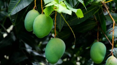 Mangolar güneşte bir mango ağacında olgunlaşmak üzereler.
