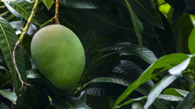 Mangolar güneşte bir mango ağacında olgunlaşmak üzereler.