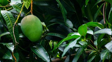 Mangolar güneşte bir mango ağacında olgunlaşmak üzereler.