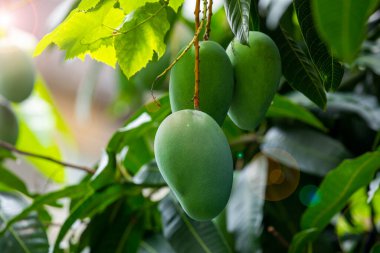 Mangoes about to ripen on a mango tree in the sun