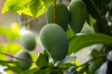 Mangolar güneşte bir mango ağacında olgunlaşmak üzereler.