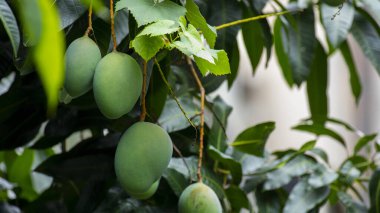 Mangolar güneşte bir mango ağacında olgunlaşmak üzereler.