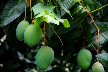 Mangolar güneşte bir mango ağacında olgunlaşmak üzereler.