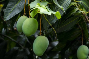 Mangolar güneşte bir mango ağacında olgunlaşmak üzereler.