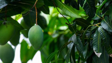 Mangolar güneşte bir mango ağacında olgunlaşmak üzereler.
