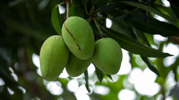 Mangoes Ripen Mango Tree Sun —  Fotos de Stock