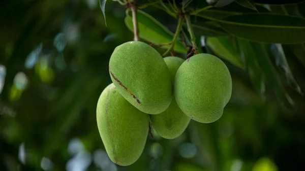 Mangoes Ripen Mango Tree Sun —  Fotos de Stock