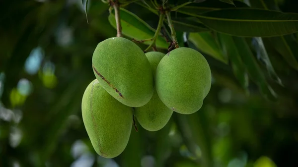 Mangoes Ripen Mango Tree Sun —  Fotos de Stock