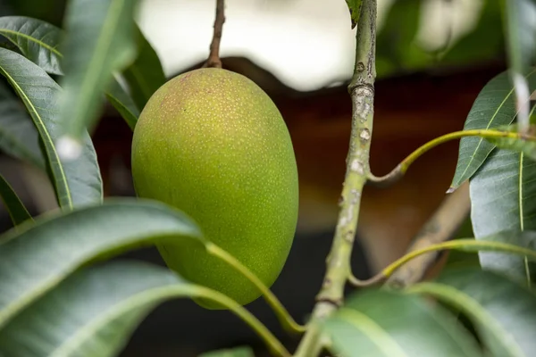 Mango Dojrzewa Drzewie Mango Słońcu — Zdjęcie stockowe
