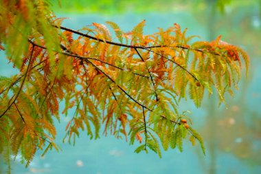 Sonbahar geldi. Karaçam ormanındaki tarla yaprakları kızarıyor.