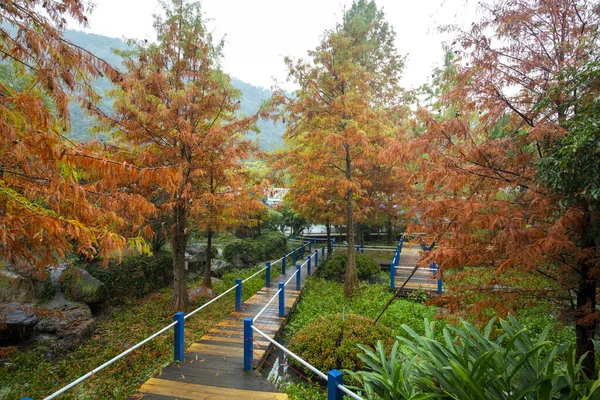 Podzim Tady Modřínové Listy Modřínovém Lese Rudnou — Stock fotografie