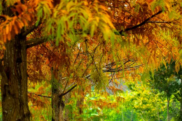 秋天来了落叶松森林里的落叶松正在变红 — 图库照片