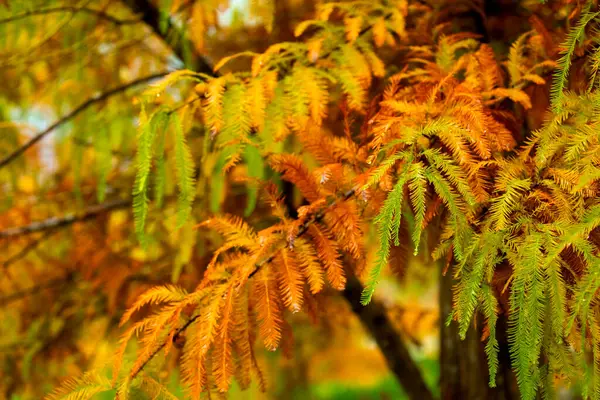 가을이 왔습니다 유충의 색으로 변하고 있습니다 — 스톡 사진