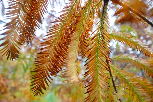 Autumn Here Larch Leaves Larch Forest Turning Red — Stock Photo, Image