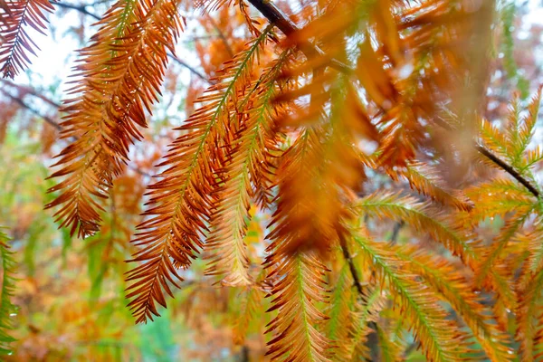 Der Herbst Ist Die Lärchenblätter Lärchenwald Färben Sich Rot — Stockfoto