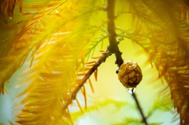 Karaçam ormanında karaçam kozalakları