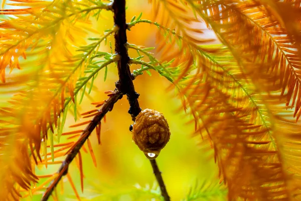 Gros Plan Cônes Pin Mélèze Dans Forêt Mélèzes — Photo