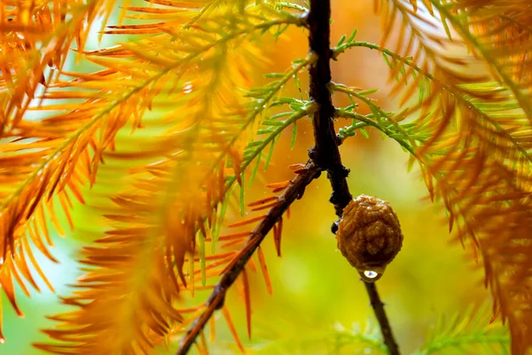 Gros Plan Cônes Pin Mélèze Dans Forêt Mélèzes — Photo