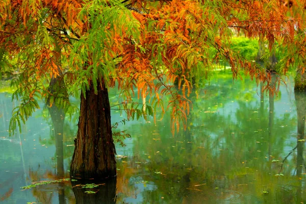 Осень Пришла Листья Лиственницы Озере Покраснели — стоковое фото