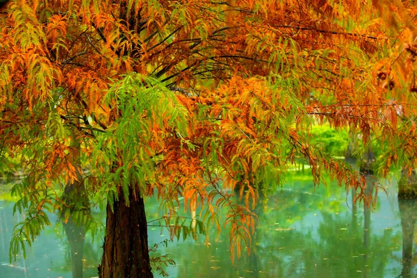 秋天到了 湖里的落叶都变红了 — 图库照片