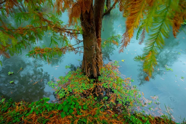 Høsten Her Lerkebladene Innsjøen Blir Røde – stockfoto