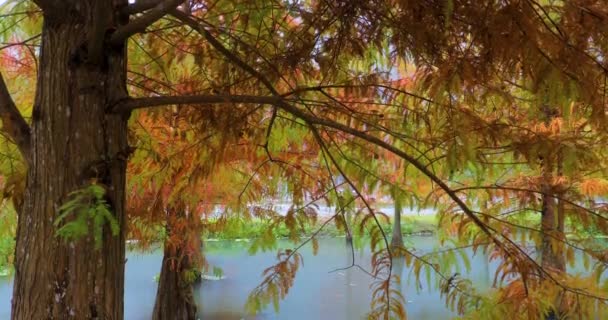 Herfst Hier Lariksbladeren Het Meer Worden Rood — Stockvideo