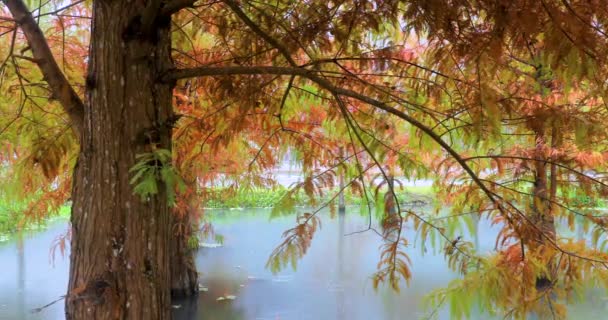 Otoño Está Aquí Las Hojas Alerce Lago Están Poniendo Rojas — Vídeo de stock