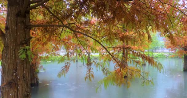 Herfst Hier Lariksbladeren Het Meer Worden Rood — Stockvideo