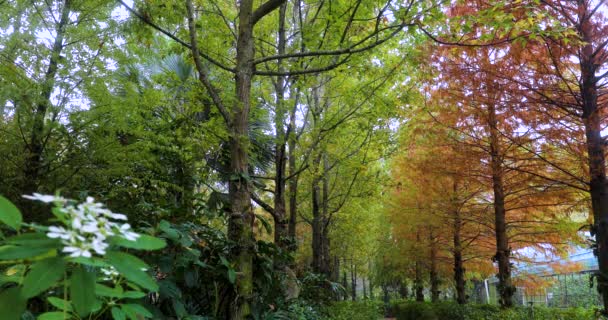 Nadchodzi Jesień Liście Modrzewia Lesie Modrzewiowym Robią Się Czerwone — Wideo stockowe