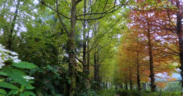 Podzim Tady Modřínové Listy Modřínovém Lese Rudnou — Stock video