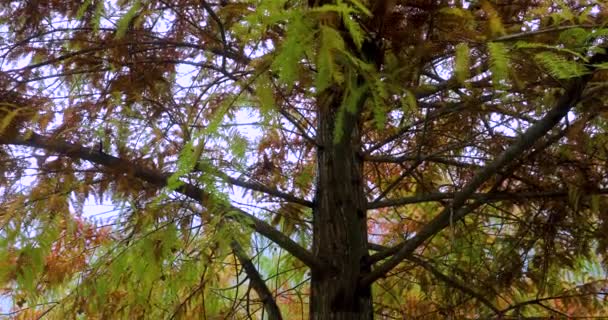 Podzim Tady Modřínové Listy Modřínovém Lese Rudnou — Stock video