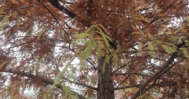 Llegó Otoño Las Hojas Alerce Bosque Alerce Están Poniendo Rojas — Vídeo de stock