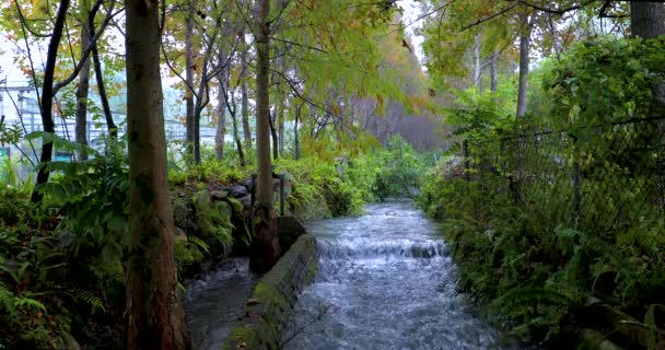 Öntözőcsatornák Tiszta Vízáramlással Mint Kis Patakok Erdőben — Stock videók