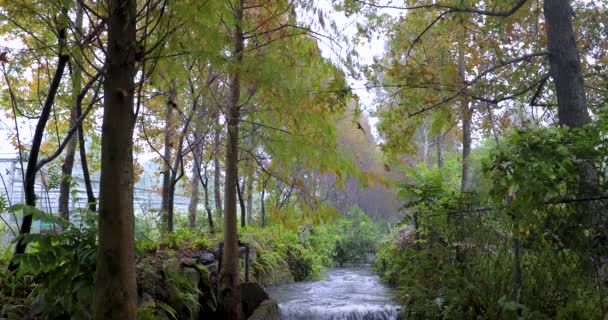 Bevattningskanaler Med Klart Vattenflöde Som Små Bäckar Skog — Stockvideo