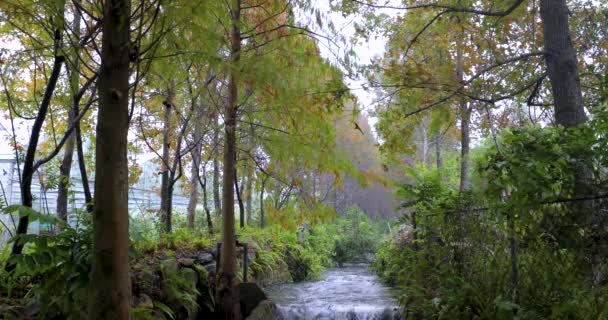 森の中の小さな小川のように澄んだ水の流れを持つ灌漑運河 — ストック動画