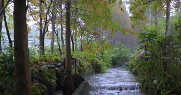 Öntözőcsatornák Tiszta Vízáramlással Mint Kis Patakok Erdőben — Stock videók