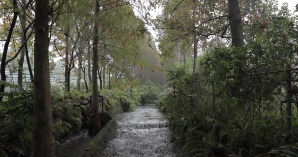 Kanal Irigasi Dengan Aliran Air Jernih Seperti Sungai Kecil Hutan — Stok Video