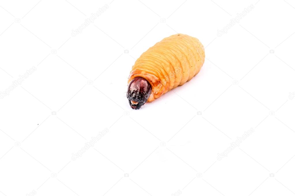 Sago worm larvae insect asian food isolated white background