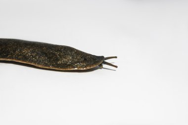 Caracol semperula siamensis