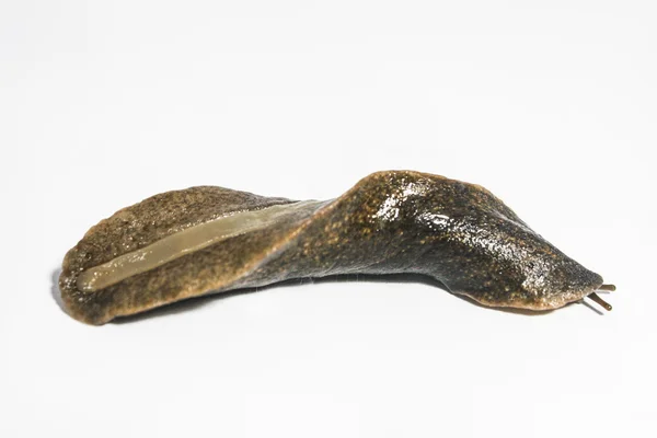 Snail semperula siamensis — Stock Photo, Image